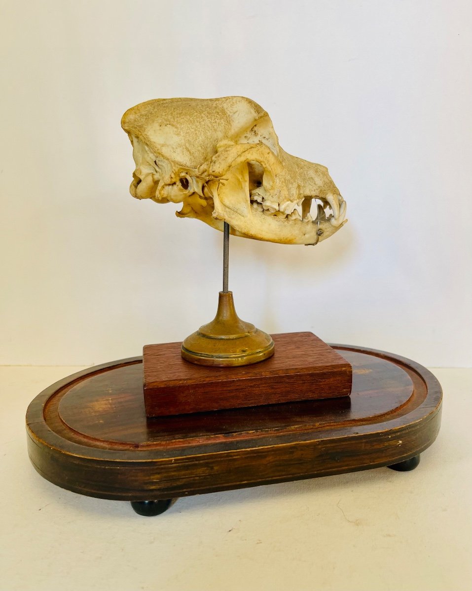 Dog Skull -photo-2